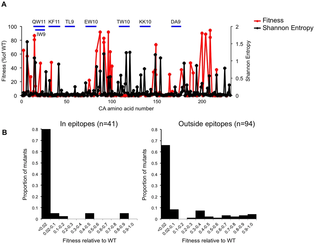 Correlation between fitness measurements and natural variation across the subtype B HIV-1 CA sequence.