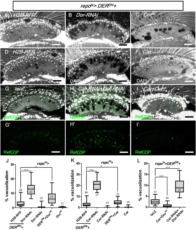 Vps-C complex components Dor and Car affected lamina glial vacuolization.