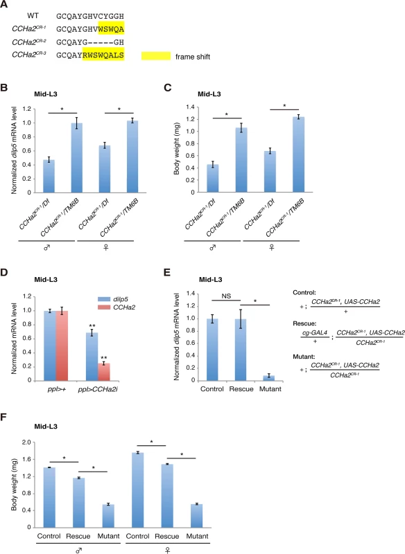 Peripheral tissue-derived CCHa2 induces <i>dilp5</i> expression in the brain.