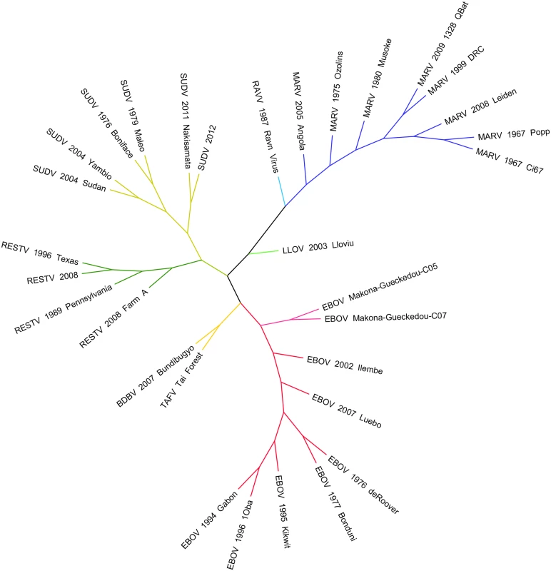 Phylogenetic comparison of <i>Filoviridae</i> variants past and present.