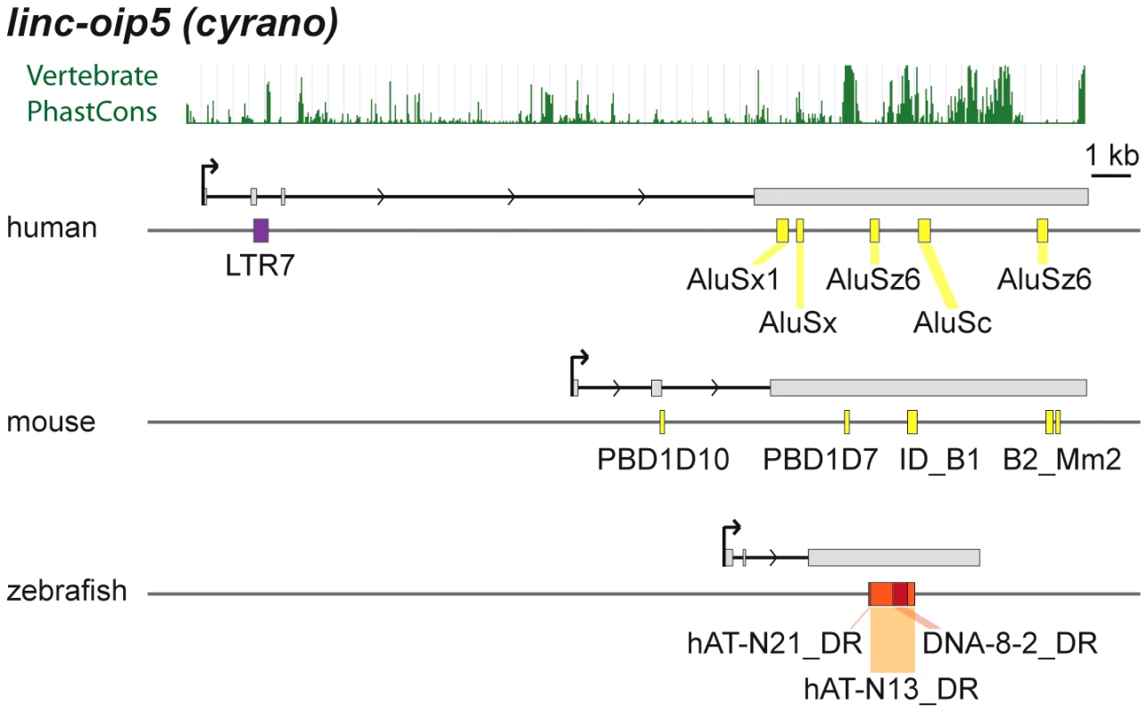 Lineage-specific TE insertions in <i>cyrano</i>.