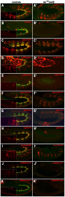Dependency of early cardiac enhancer activities on <i>tin</i>.