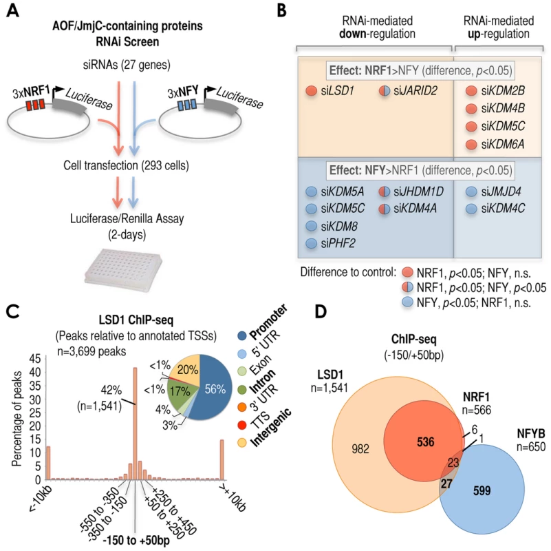 Cardinal motifs dictate patterns of transcriptional regulatory activities.