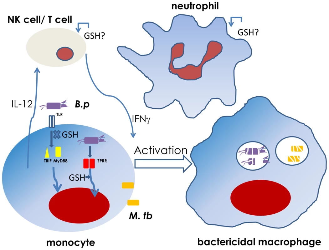 Glutathione ratio affects intracellular bacterial control via the IL-12–IFNγ axis <em class="ref">[20]</em>.