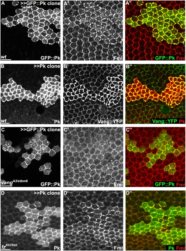 Pk-mediated apical clustering of core proteins requires Vang.