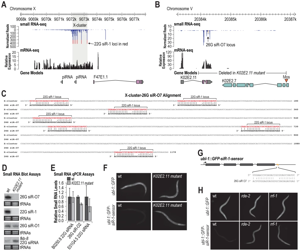 26G siR-O7 acts in <i>trans</i> to trigger 22G siRNA formation from the X-cluster.