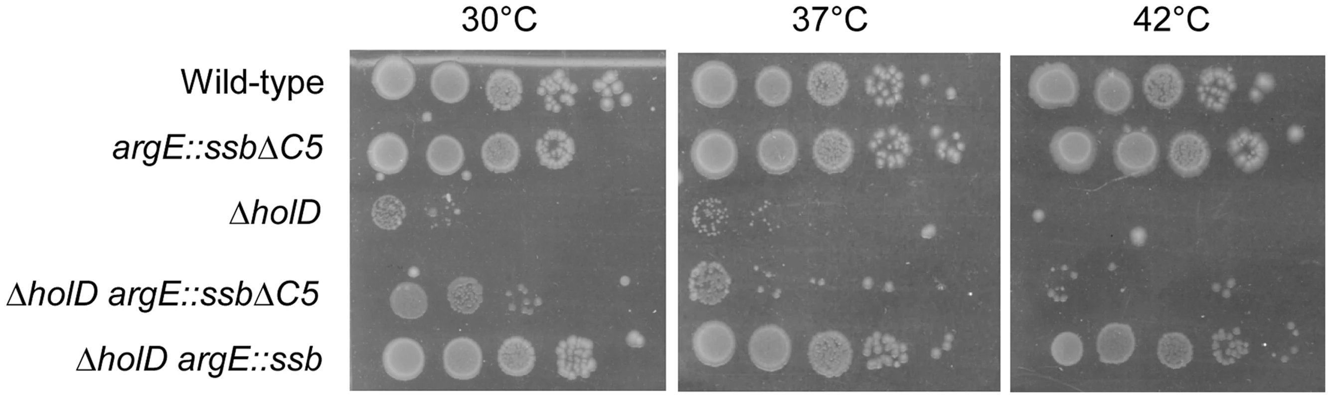 The five C-terminal amino acids of SSB are required for growth suppression.