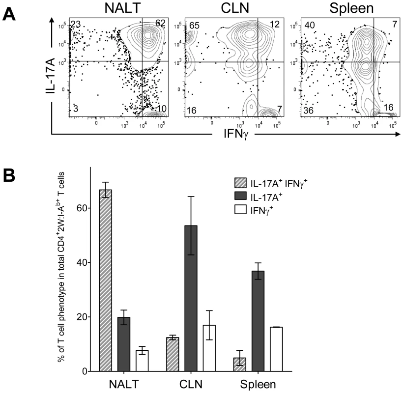 Recurrent GAS infection shifts the cytokine profile of CD4<sup>+</sup> 2W:I-A<sup>b+</sup> T cells to IL-17A<sup>+</sup>, IFN-γ<sup>+</sup> population in NALT.