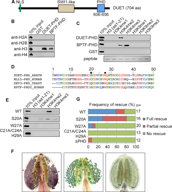 DUET PHD is a reader of H3K4me2.