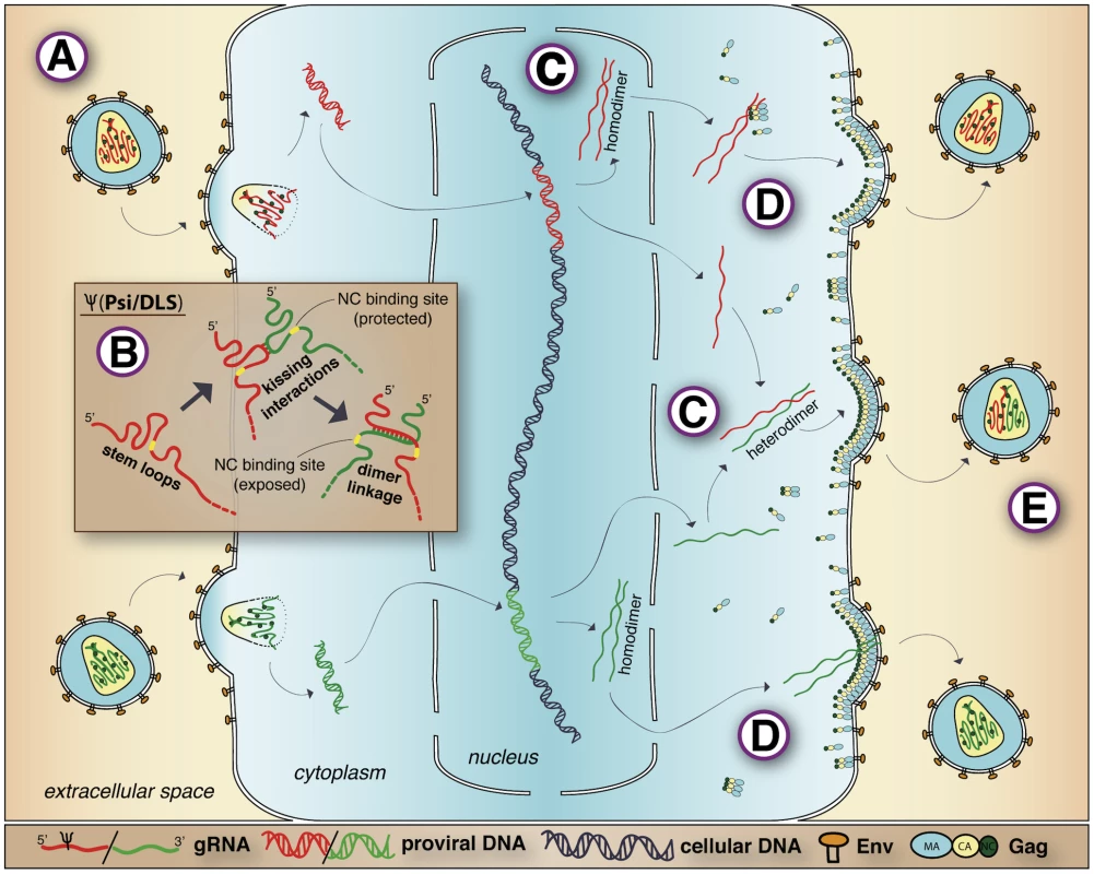 Retroviral RNA dimerization and packaging.