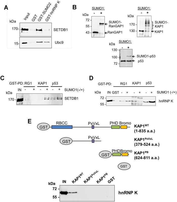 hnRNP K directly interacts with unmodified KAP1 in a region containing the RBCC domain.