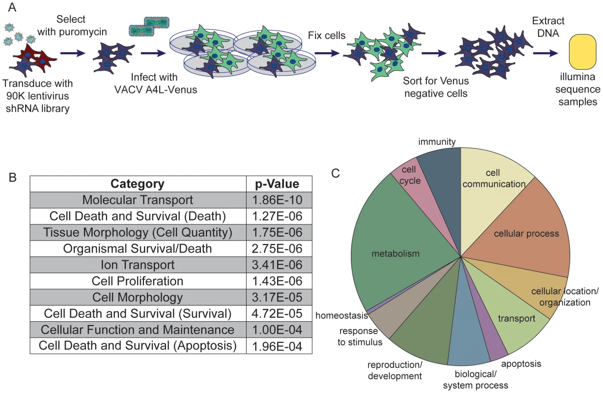 Pooled-cell shRNA screen revealed host factors necessary for orthopoxvirus infection.