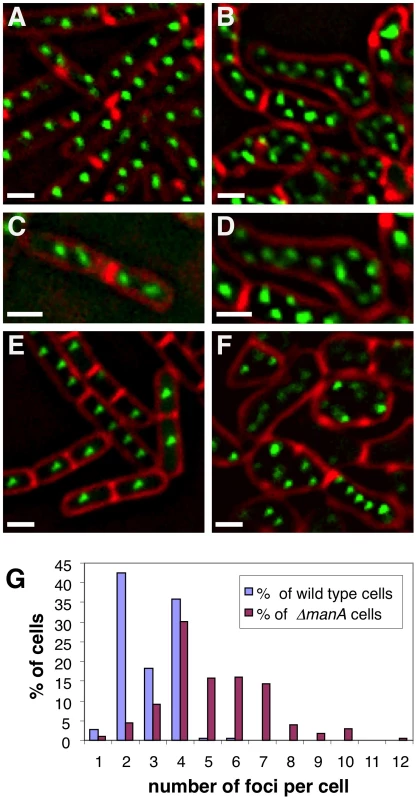 Δ<i>manA</i> cells contain multiple copies of fully replicated chromosomes.