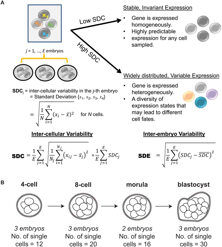 Investigating inter-cellular gene expression variability.