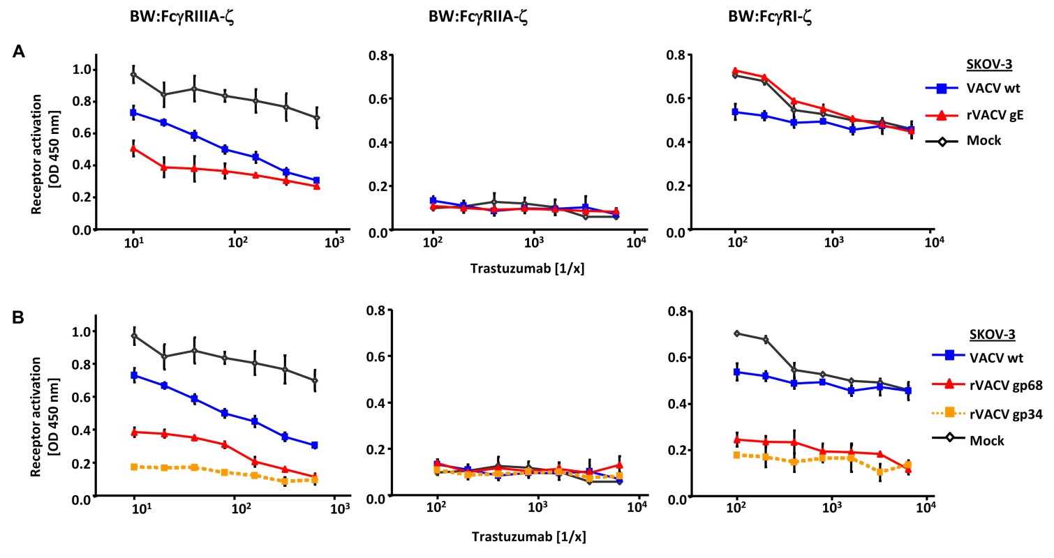 Ectopic expression of HSV-1 gE, HCMV gp68 and HCMV gp34 inhibit IgG1 (trastuzumab) mediated activation of FcγRs.