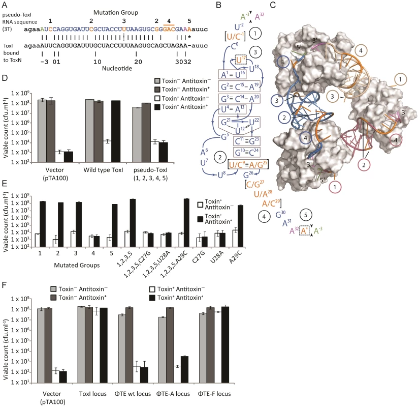Analysis of pseudo-ToxI as a potential antitoxin.