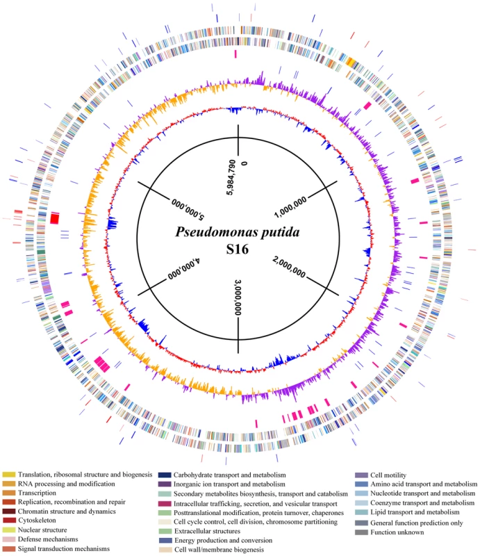 A map of the circular chromosome of <i>P. putida</i> S16.