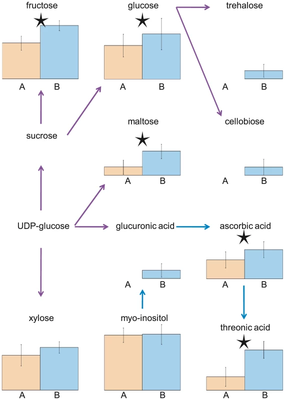 Metabolites in the Starch and Ascorbate pathways are more abundant in Expt. B (collected at PM) compared to Expt. A (collected at AM).