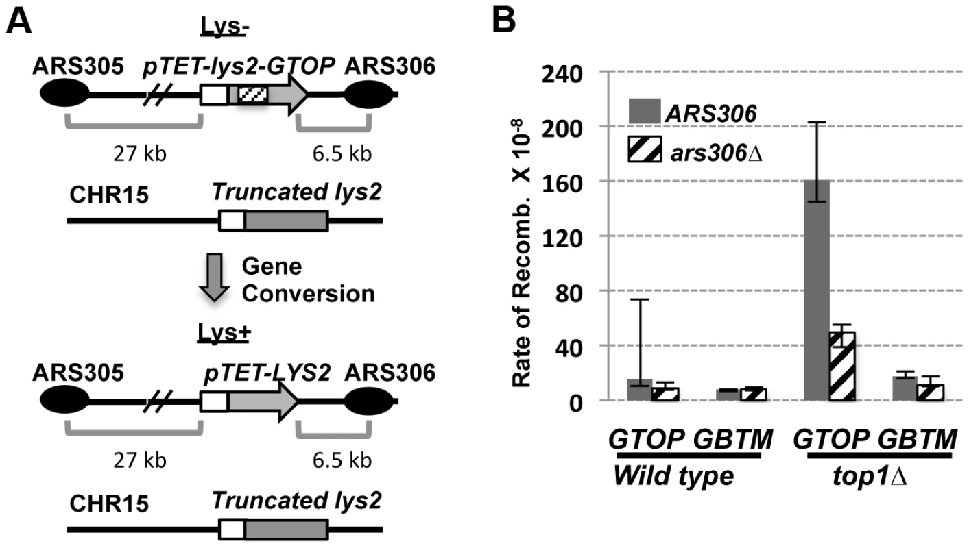 The effect of replication direction on the gene conversion rate.