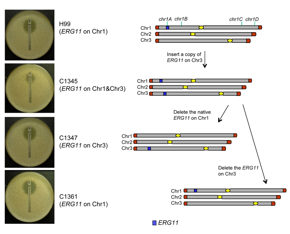 The correlation between <i>ERG11</i> location and the phenotype.