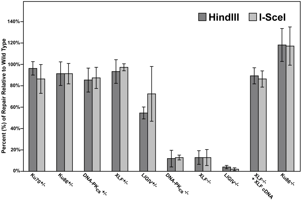 The impact of C-NHEJ mutations on end joining.