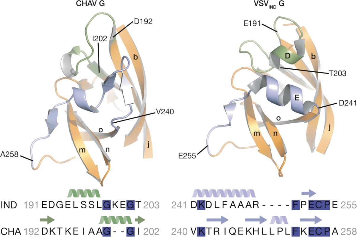 Ribbon representation of CHAV-G and VSV-G PHDs.