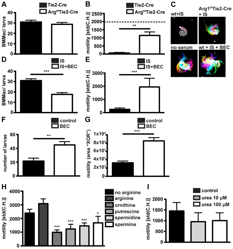 Arg1 is needed for to efficient larval trapping <i>in vitro</i> and <i>in vivo</i> and L-ornithine or polyamines but not urea can reduce larval motility <i>in vitro</i>.