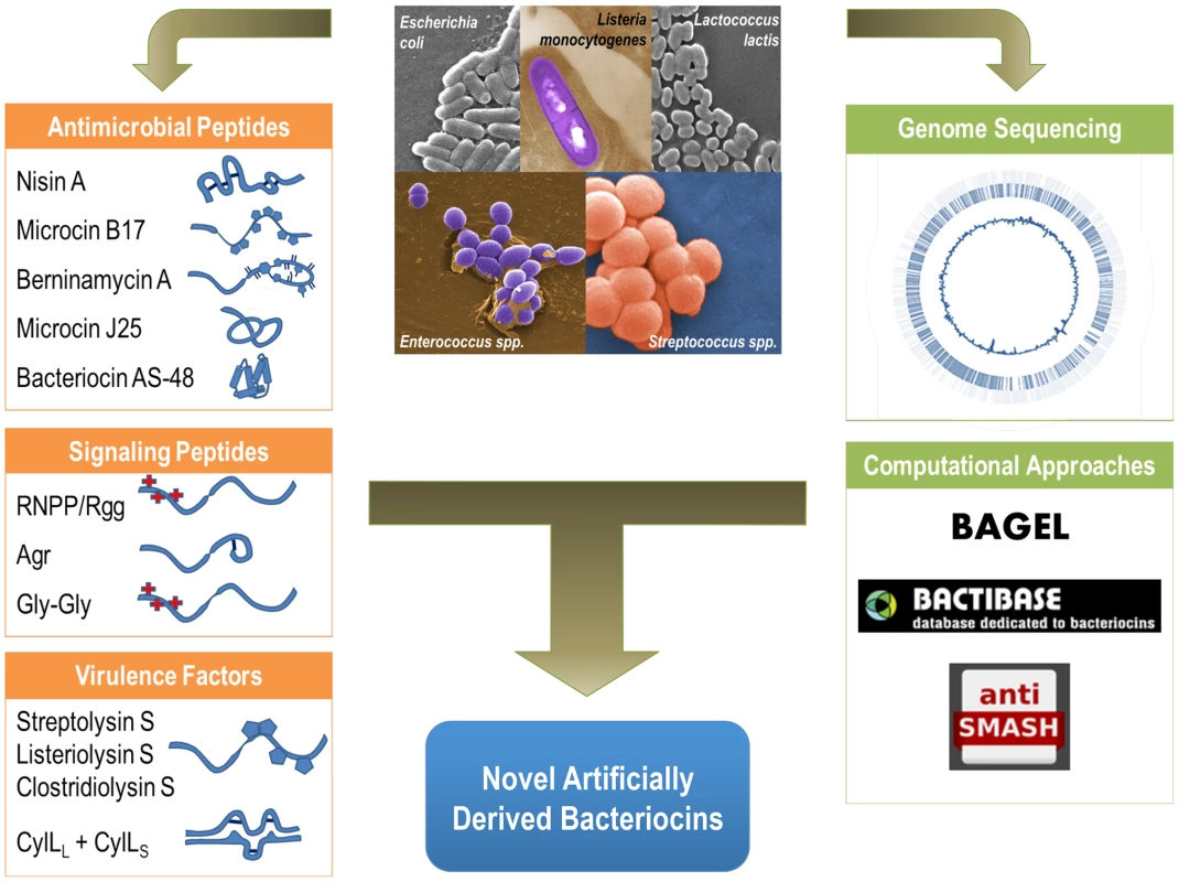 Functional diversity of ribosomally produced bacterial peptides.