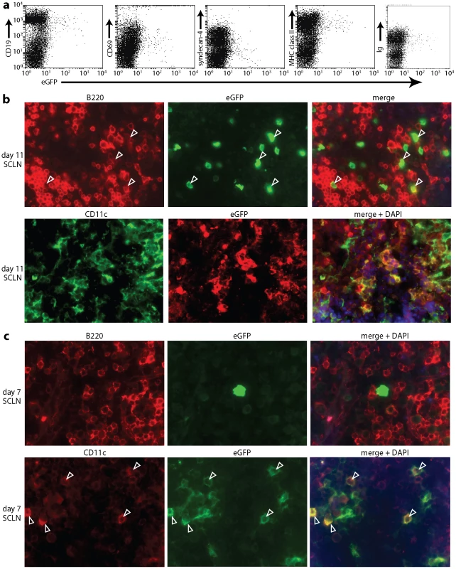 Direct visualization of MuHV-4-infected DCs in lymph nodes. a.