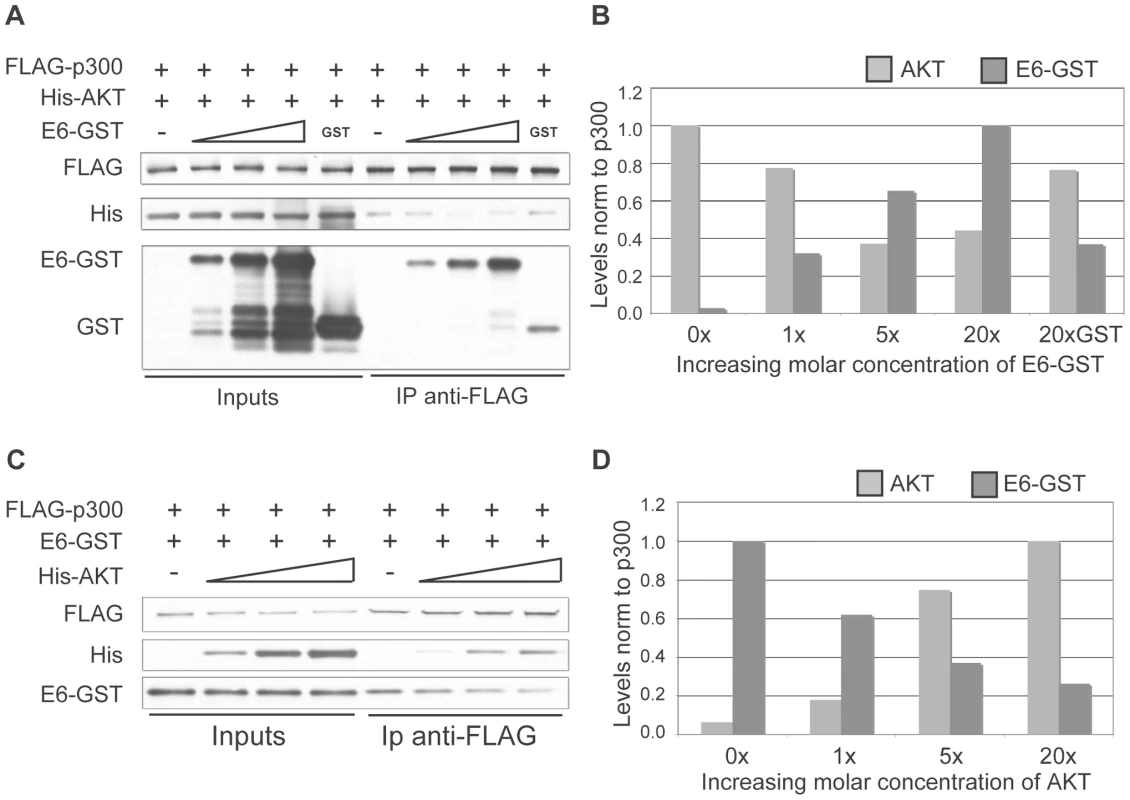 E6 and AKT compete for binding to p300.