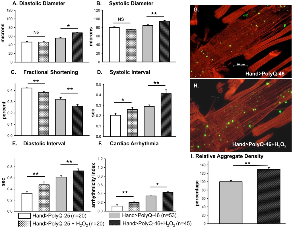 Cardiac function of hearts expressing control PolyQ-25 and mutant PolyQ-46 affected differently by oxidant.
