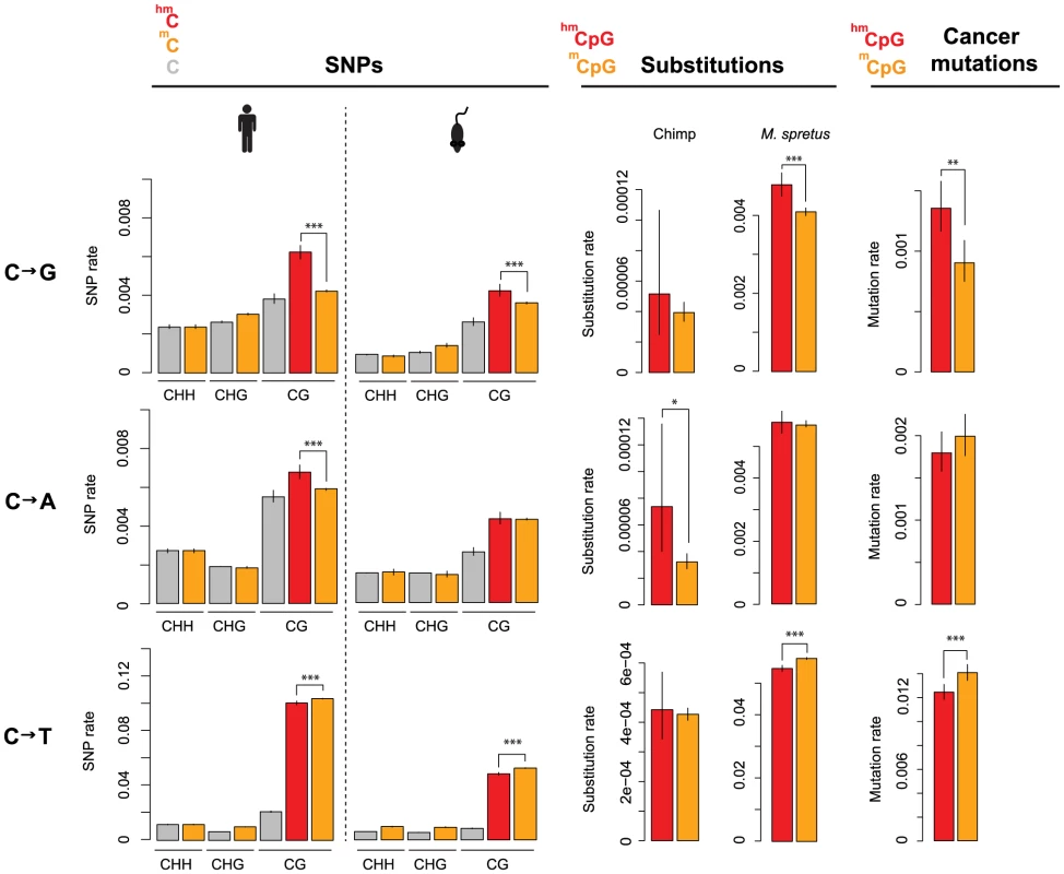 Evolutionary rates differ according to methylation state.