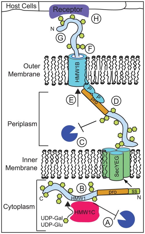 Glycosylation by HMW1C may play several roles in promoting HMW1 stability, export, folding, and function.