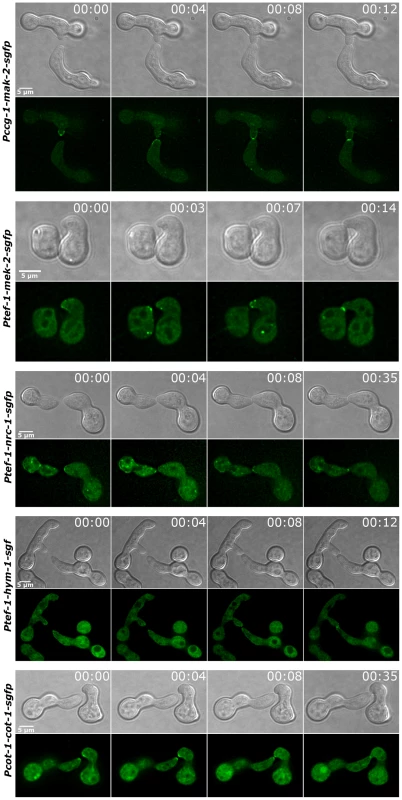 Components of the MAP kinase cascade oscillate during germling fusion.