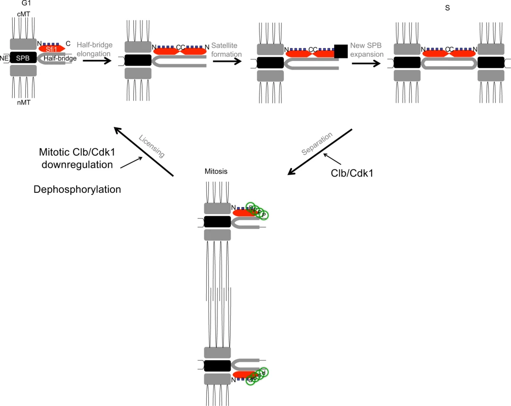 Model for licensing of yeast centrosome duplication via phosphoregulation of Sfi1.