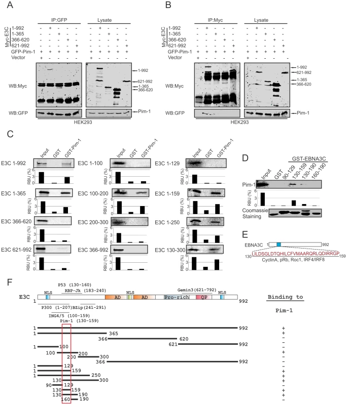 Binding of Pim-1 to the N-terminal EBNA3C domain.