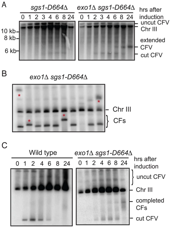 Physical analysis of BIR in the <i>exo1Δ sgs1D664Δ</i> double mutant.