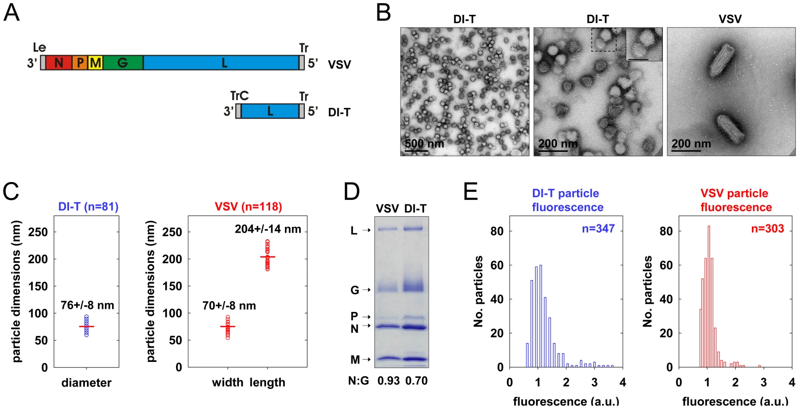 Biological properties of DI-T particles.