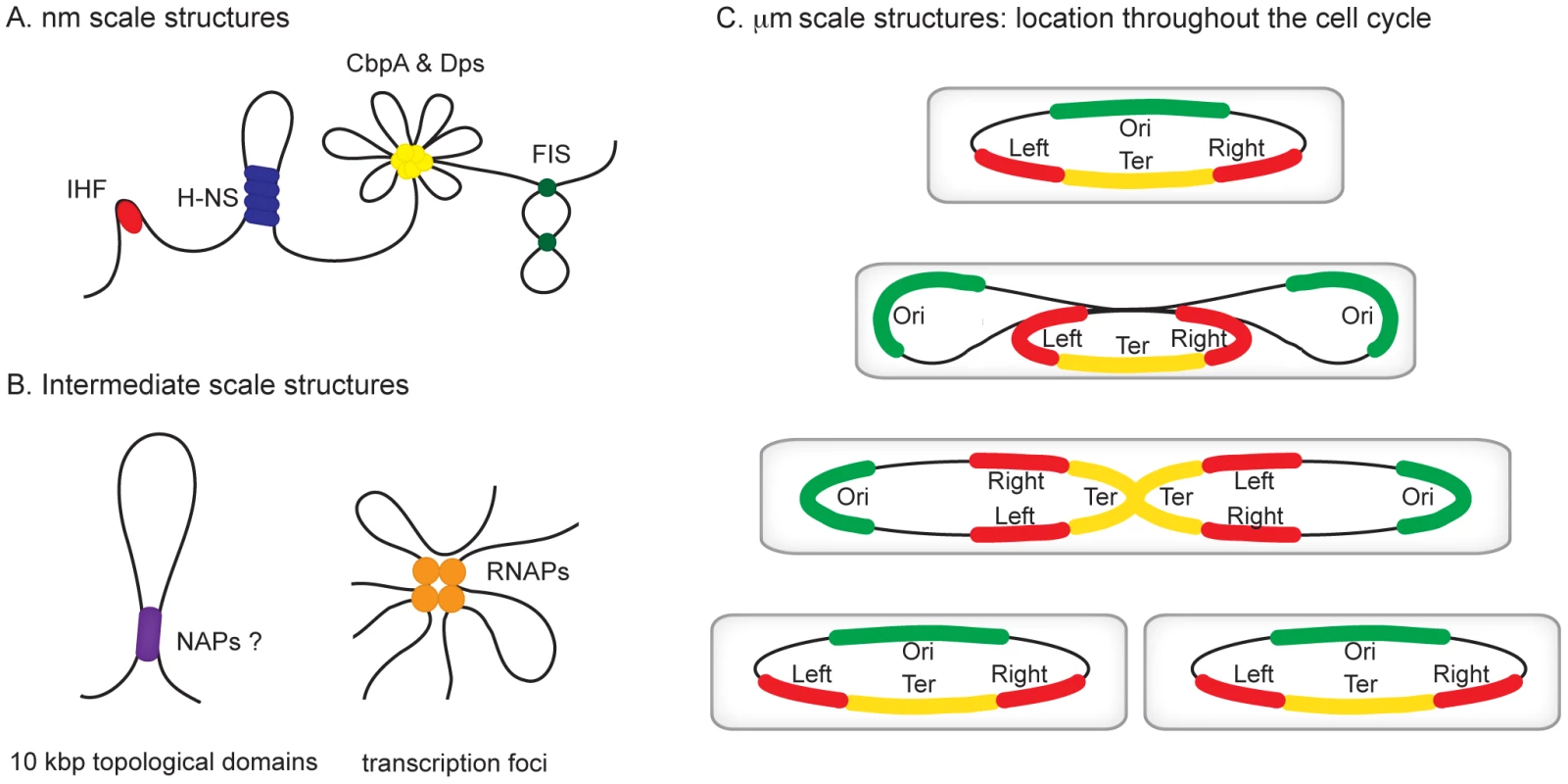 Hierarchical levels of organization in bacterial chromosomes.