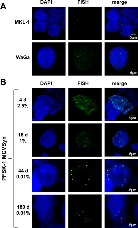 FISH analysis of MCPyV genome in MCC cell lines and long term cultures of MCVSyn transfected cells.