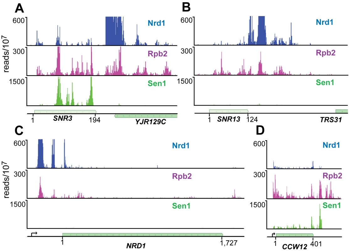 PAR-CLIP plots for Nrd1, Rpb2, and Sen1.