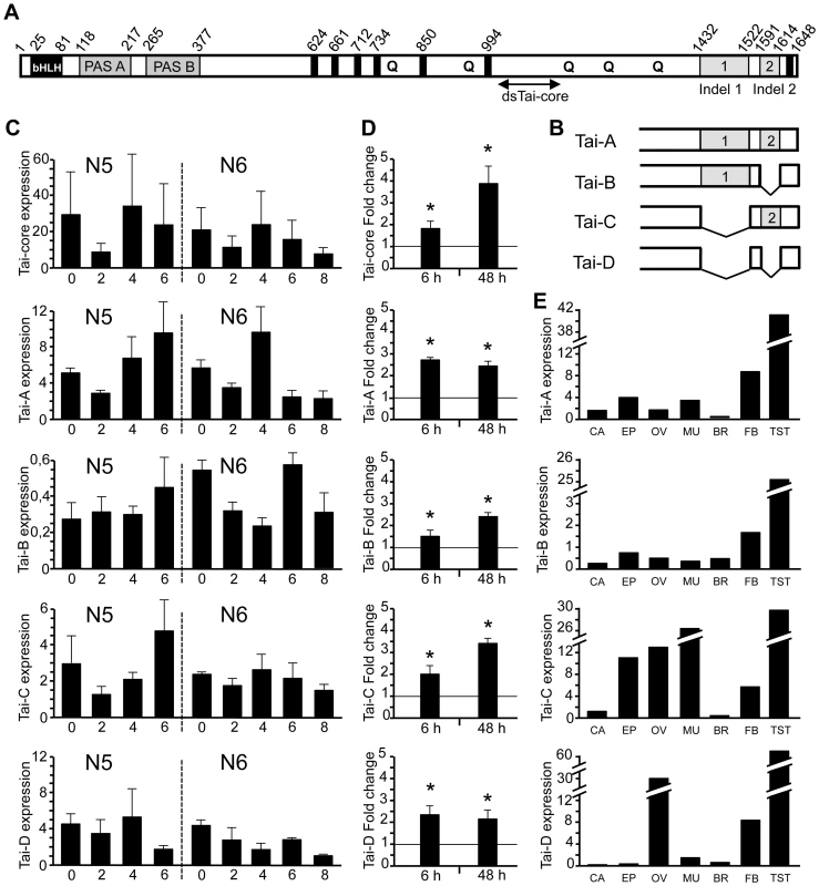 Structure and expression of BgTai and their isoforms in <i>Blattella germanica</i>.