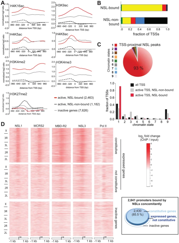 NSL proteins preferably associate with the promoters of constitutively active genes.