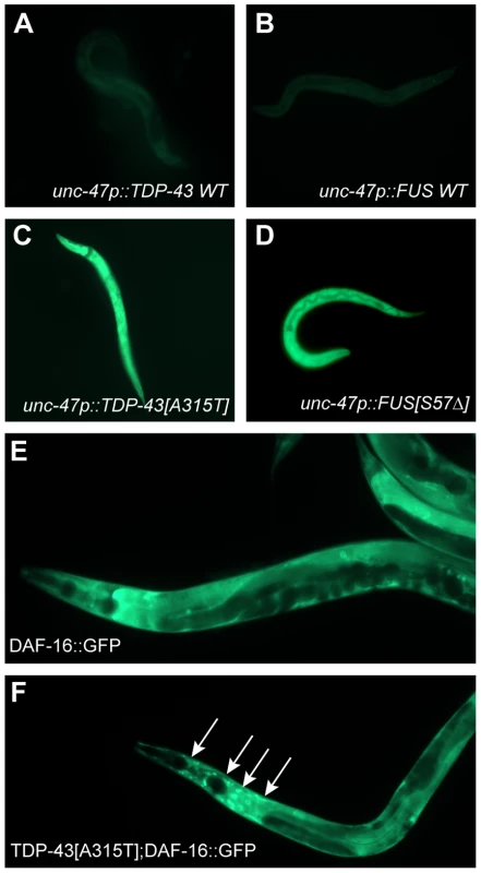 Mutant TDP-43 and FUS increase oxidative stress.