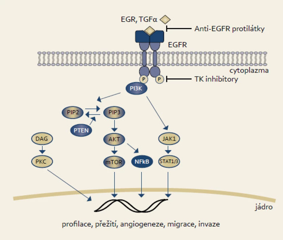 EGFR signální dráha.
Fig. 2. EGFR signaling pathway.