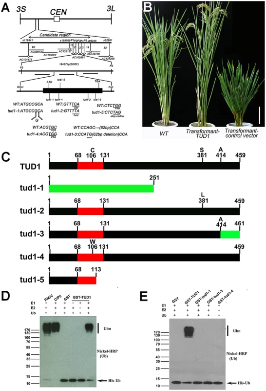 TUD1 is a functional E3 ligase.