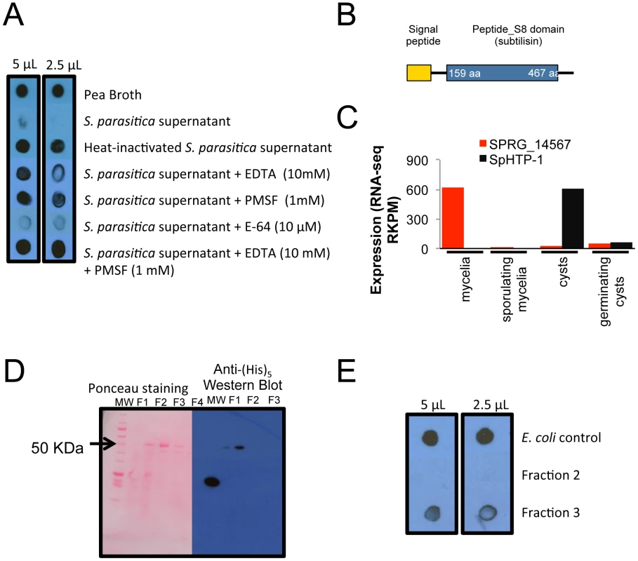 Rainbow trout IgM proteolysis by <i>S. parasitica</i> secreted proteases.