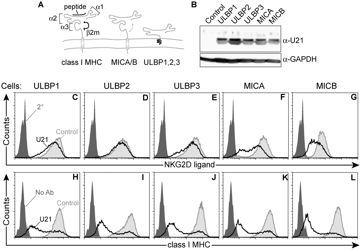 Generation of stable cell lines expressing NK ligands and U21.