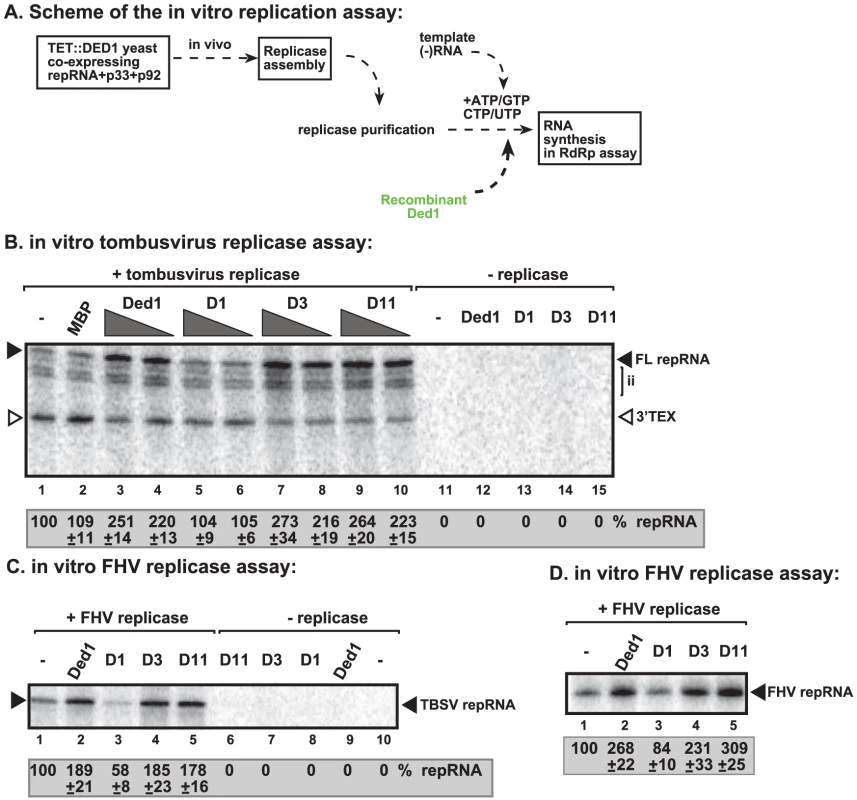 Ded1p promotes plus-strand synthesis by the affinity-purified tombusvirus and FHV replicases.