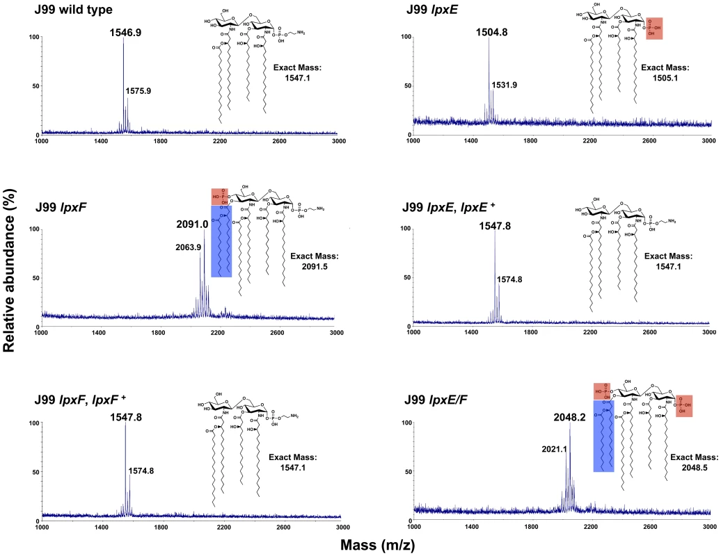 Mass spectrometry of <i>lpxE</i>, <i>lpxF</i> and <i>lpxE/F</i> mutants in strain J99.